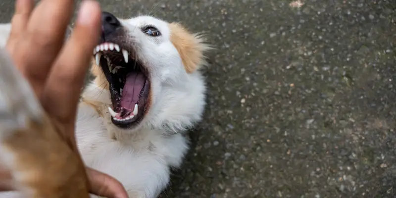 dog bite lawyer tacoma wa