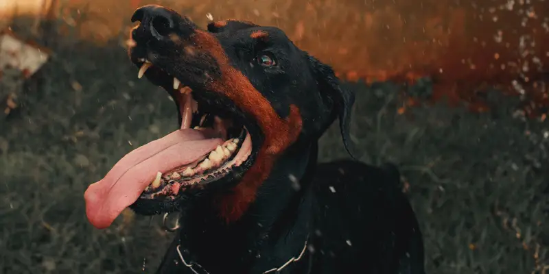 dog bite lawyer tacoma