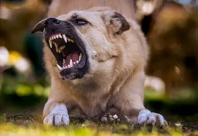 dog bite lawyer